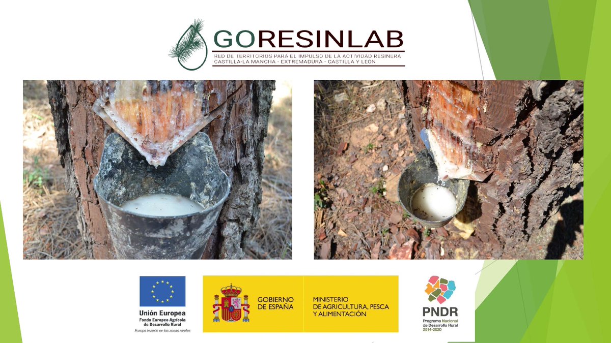 ambientaing's tweet photo. La resina que se obtiene en los pinares ibéricos es una materia prima forestal de gran calidad, capaz de competir en los complicados mercados internacionales desde posiciones de primer nivel. Un recurso en el que hay que creer por el alto valor añadido que aporta. #goresinlab https://t.co/i0yibhW9YQ
