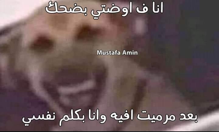 Arab Memes (@arabmemesss) on Twitter photo 