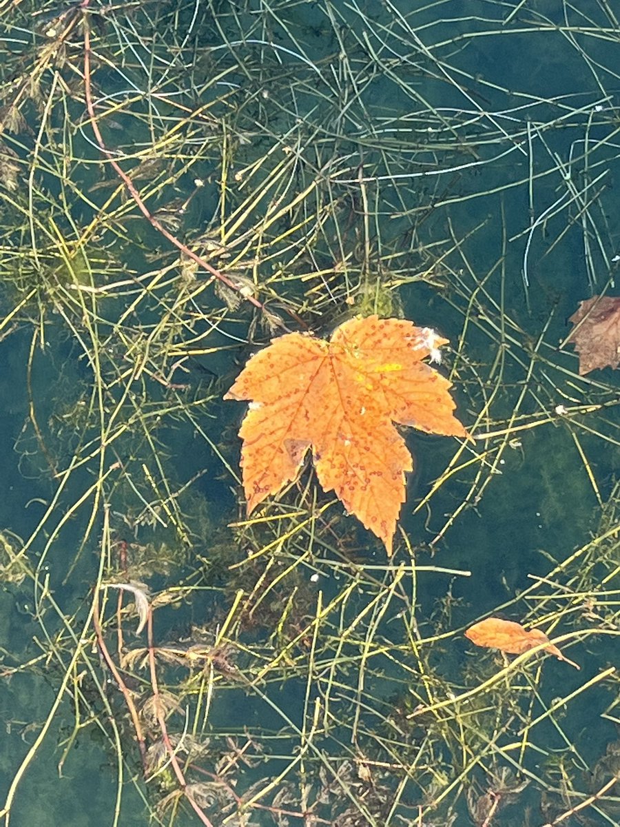 ChisiJessie's tweet photo. #nature # Environmentalist #phone photography https://t.co/lHSzcGy63Z