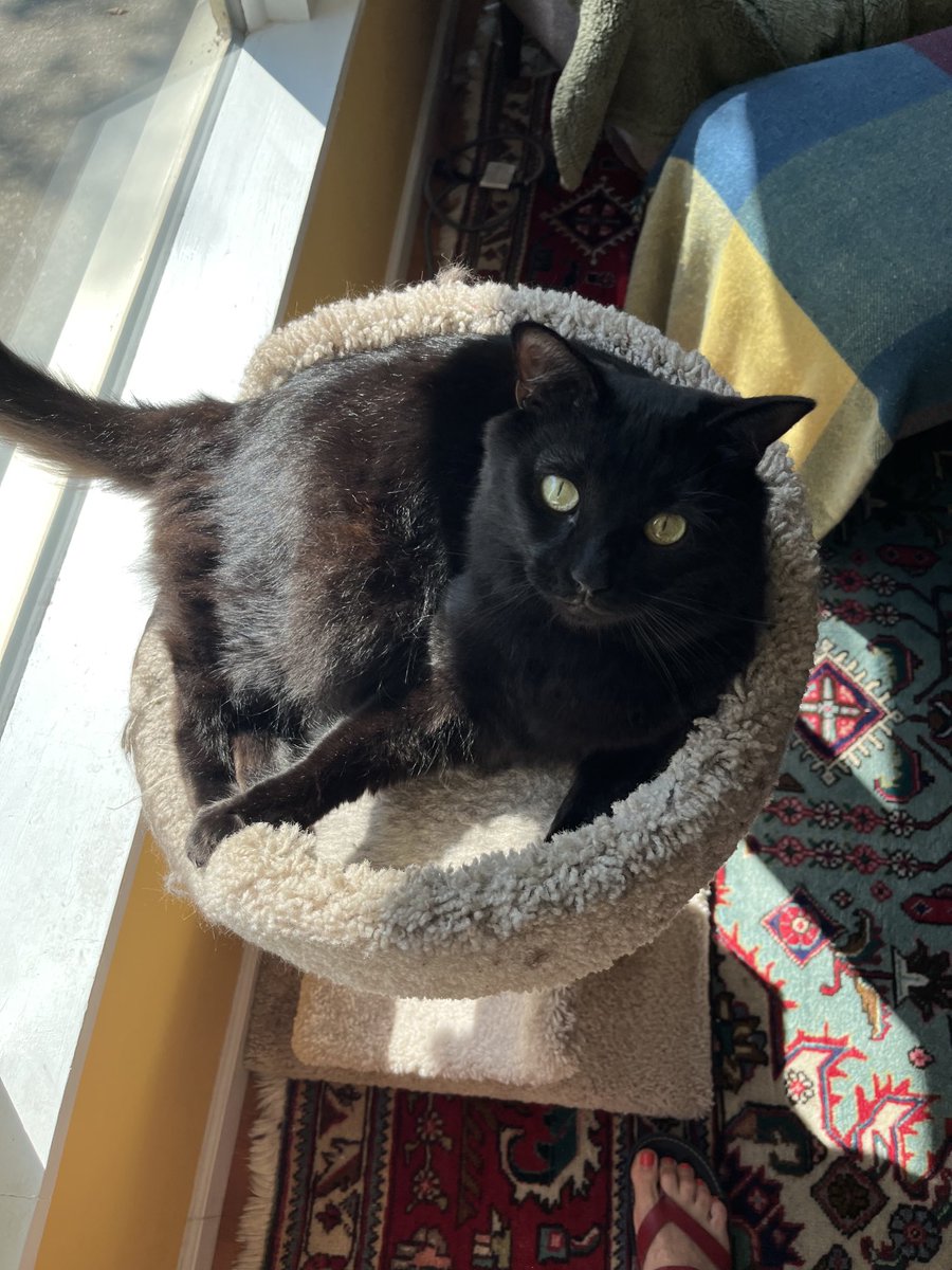 lisatatonetti's tweet photo. Portia and Puck pursue leisure in Labor Day. (Puck’s fav—the highest point in the garage.) #CatsOfTwitter #WhyImHere https://t.co/YtJBN39jsN
