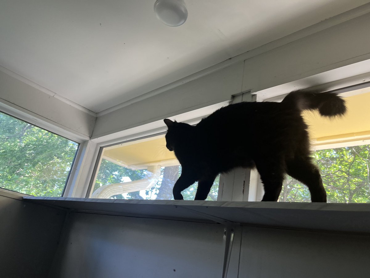 lisatatonetti's tweet photo. Portia and Puck pursue leisure in Labor Day. (Puck’s fav—the highest point in the garage.) #CatsOfTwitter #WhyImHere https://t.co/YtJBN39jsN