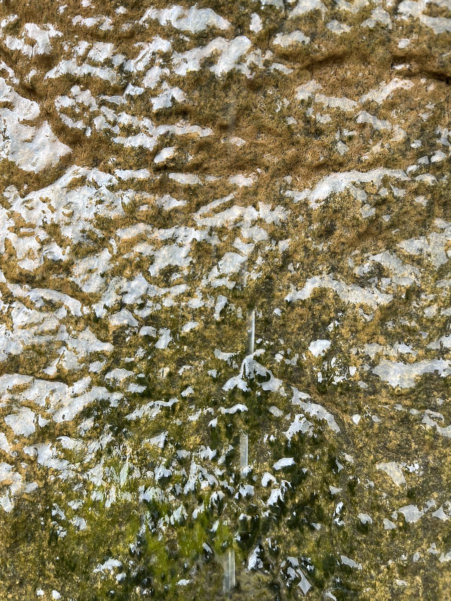 WadmareNeha's tweet photo. Getting to the source🔬

#fieldwork #tamhinighat #sampling #wetwall #biofilm #microalgae #diatoms ✨
#phd #phdlife #AcademicTwitter https://t.co/itjRAQlwxJ