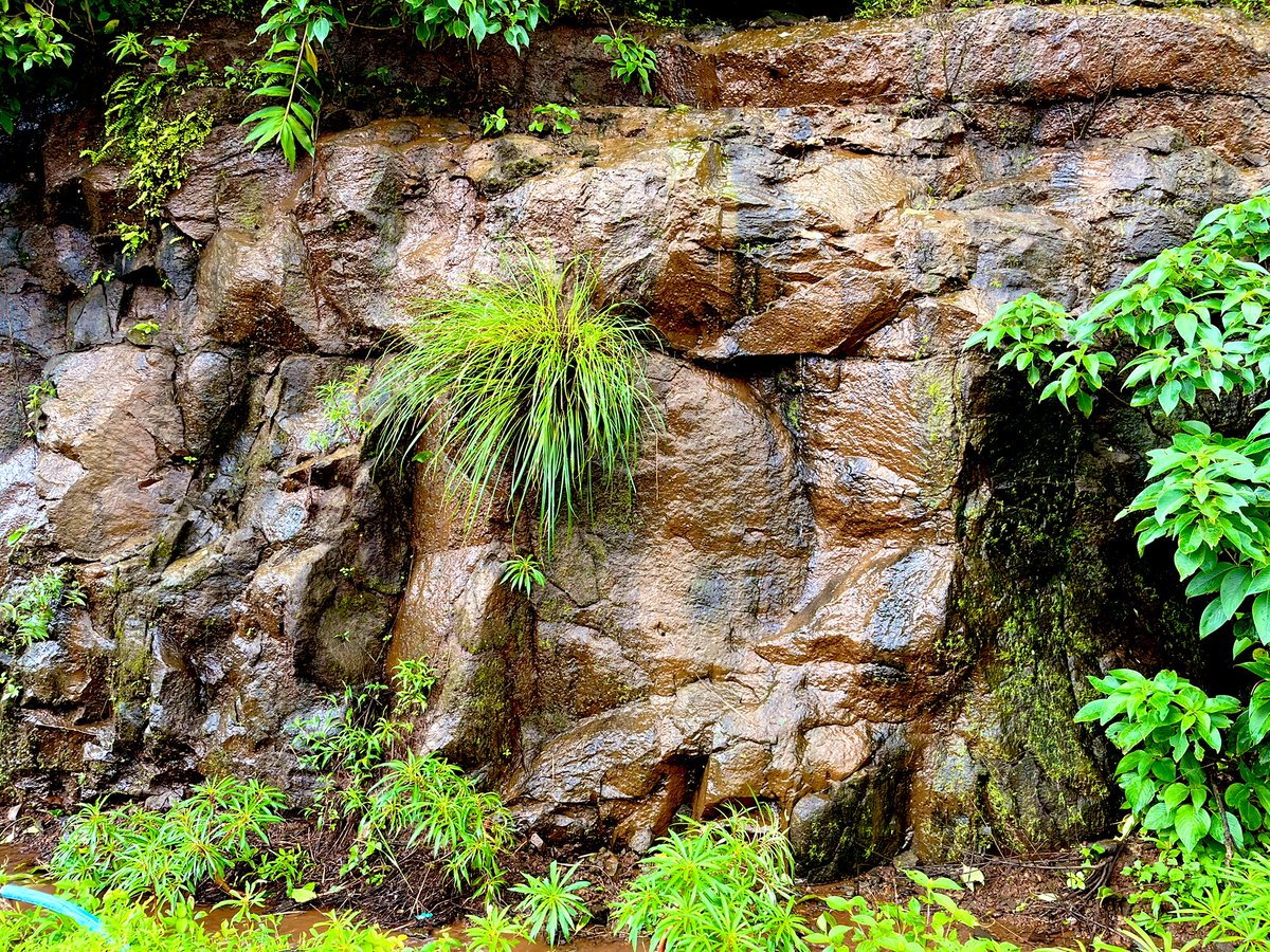 Getting to the source🔬

#fieldwork #tamhinighat #sampling #wetwall #biofilm #microalgae #diatoms ✨
#phd #phdlife #AcademicTwitter