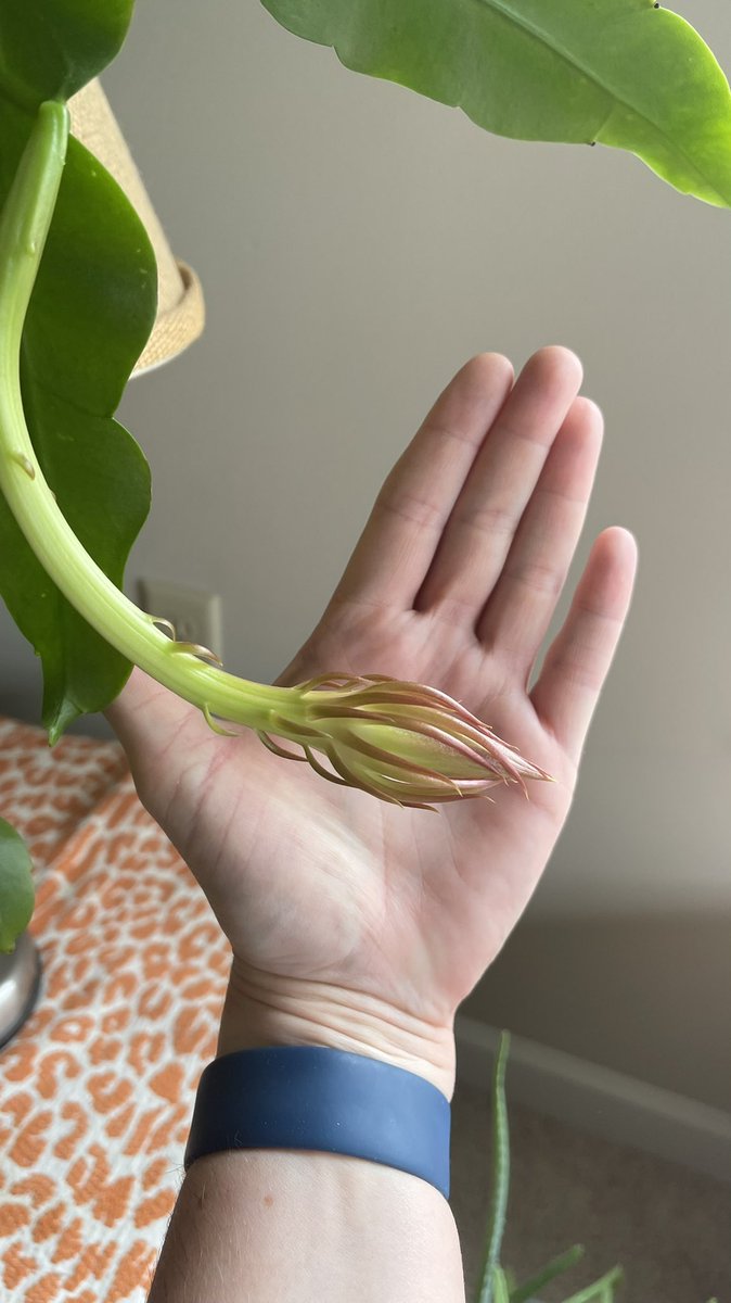 fbuz83's tweet photo. My 17 yo plant that I’ve had since it was 4 in tall,is flowering for the FIRST time EVER, growing a #littleshopofhorrors looking flower. Yeah, I’m not at all weirded out by this alien.👀😦😬 https://t.co/CZLkW6XTZH