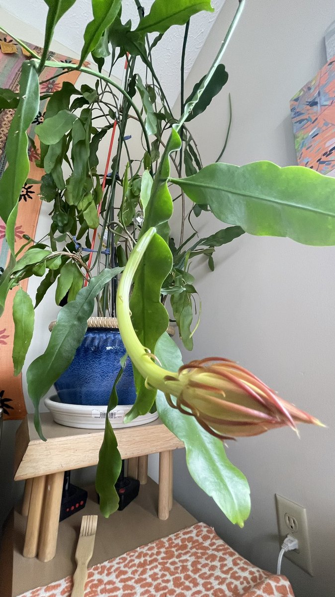 fbuz83's tweet photo. My 17 yo plant that I’ve had since it was 4 in tall,is flowering for the FIRST time EVER, growing a #littleshopofhorrors looking flower. Yeah, I’m not at all weirded out by this alien.👀😦😬 https://t.co/CZLkW6XTZH