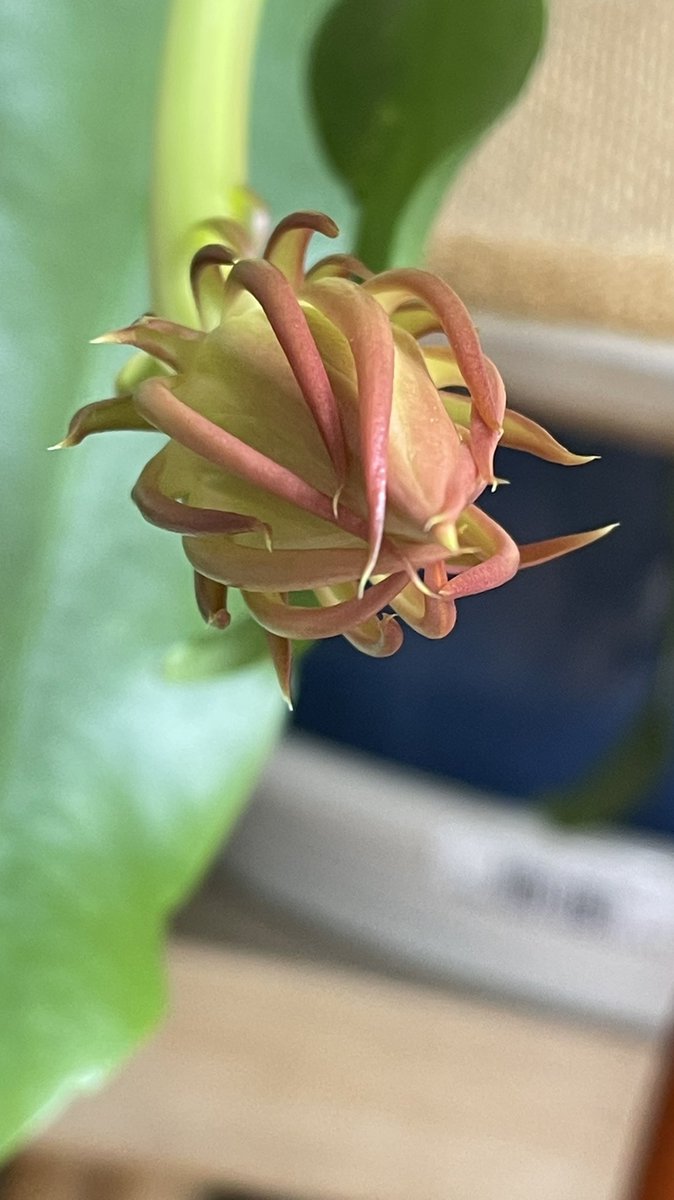 fbuz83's tweet photo. My 17 yo plant that I’ve had since it was 4 in tall,is flowering for the FIRST time EVER, growing a #littleshopofhorrors looking flower. Yeah, I’m not at all weirded out by this alien.👀😦😬 https://t.co/CZLkW6XTZH