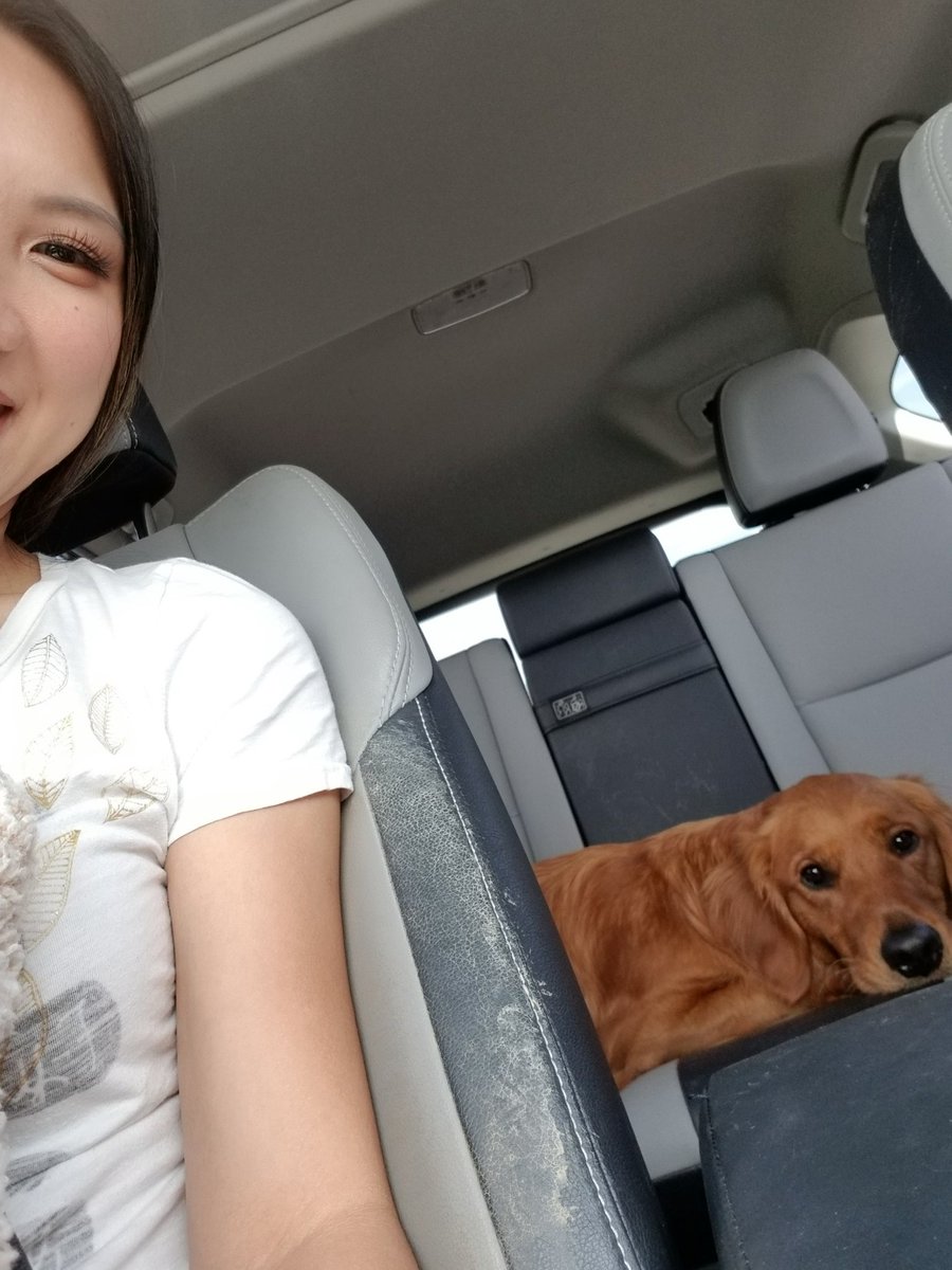 PrimAndImproper's tweet image. The car in front of us in the drive thru paid for my food bc of the "cute dog". Mochi and I are now debating which one they were talking about :P