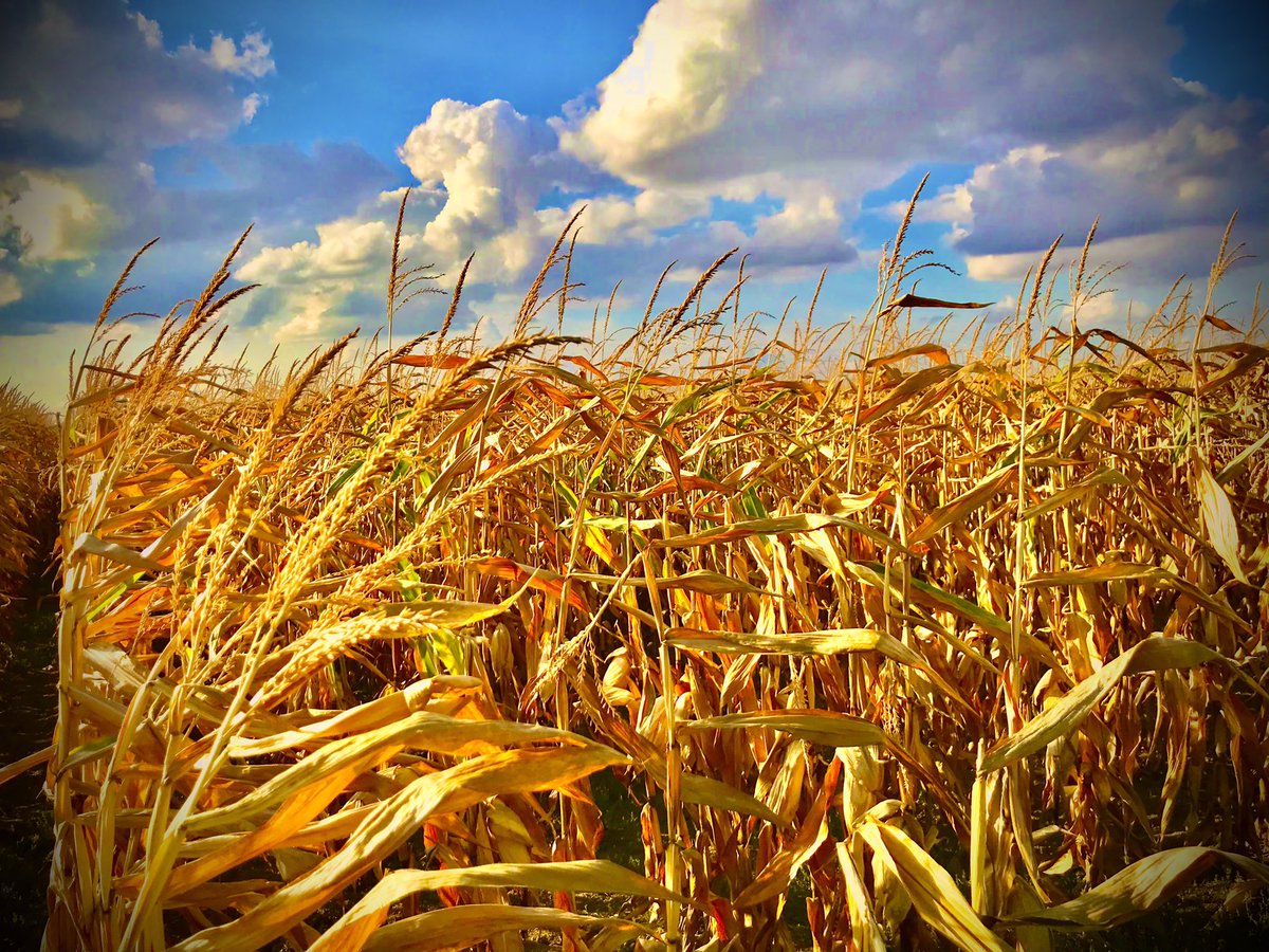 EvaristeGaloisP's tweet photo. #sécheresse, #nesploy 2022
price: 0.5 $eth

#drought #réchauffementclimatique #ClimateEmergency #climatechange #blé #landscapephotography #landscape #photography #photo #photooftheday #ArtistOnTwitter #NFT #NFTCommunity #NFTphotographers #nftart #opensea

https://t.co/xIZ2hFwRgR https://t.co/kPEAtxcHLm