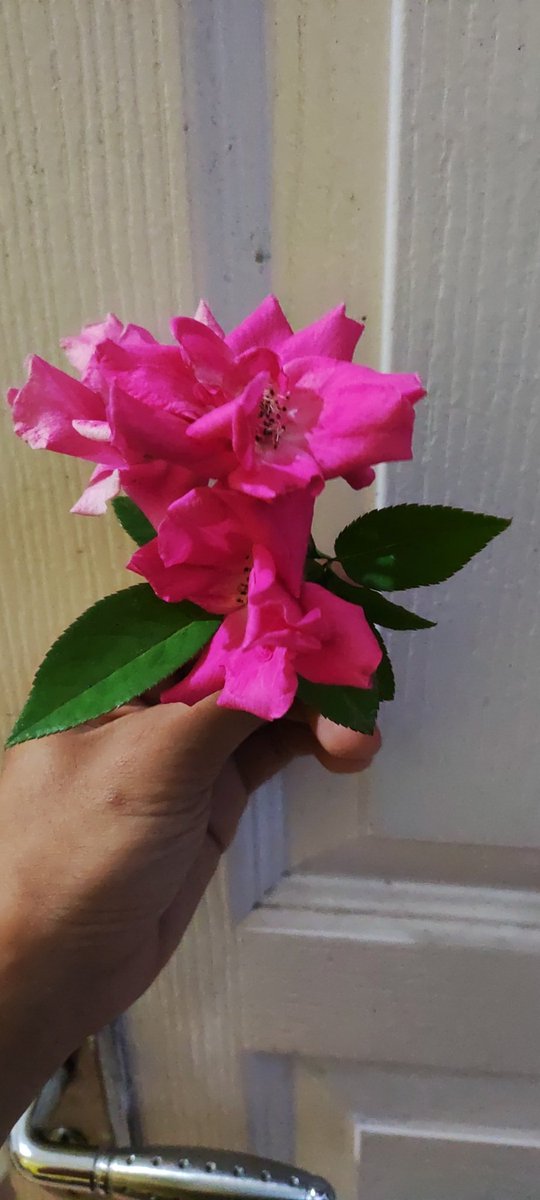 FarlinBots's tweet photo. pink roses at the door https://t.co/DODJkCJy6l