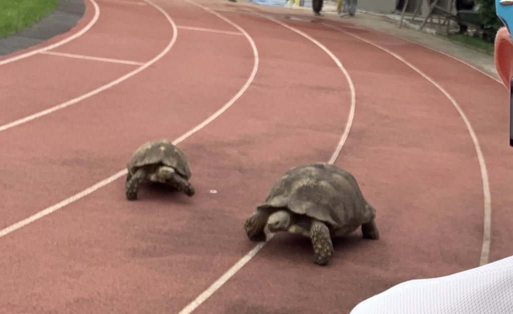 ICSAddis's tweet photo. Our newest track & field recruits were a bit slow showing up for tryouts. 🙃 #thisisics https://t.co/AjGNz0URHv