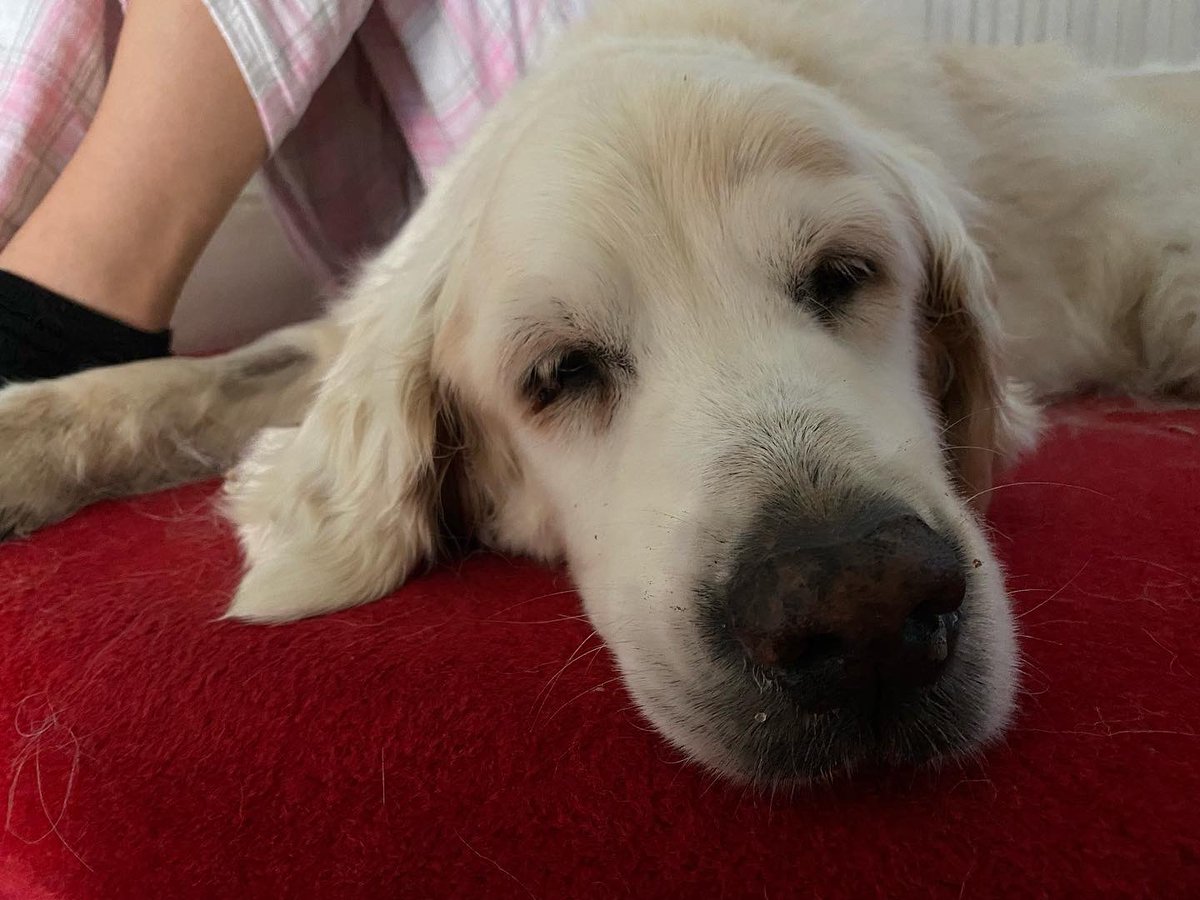 We said goodbye to Duffy this morning xx. #muchloved