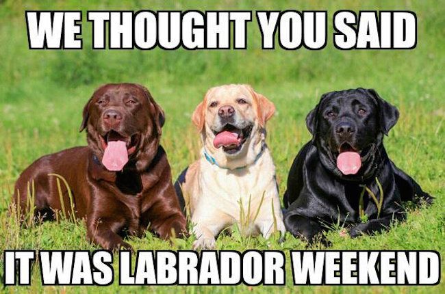 VIK9s's tweet photo. Have a happy and safe Labor Day weekend!
#labradorweekend #laborday #doghumor #vik9s #vestedinterestink9s https://t.co/BBYKQM1gPO