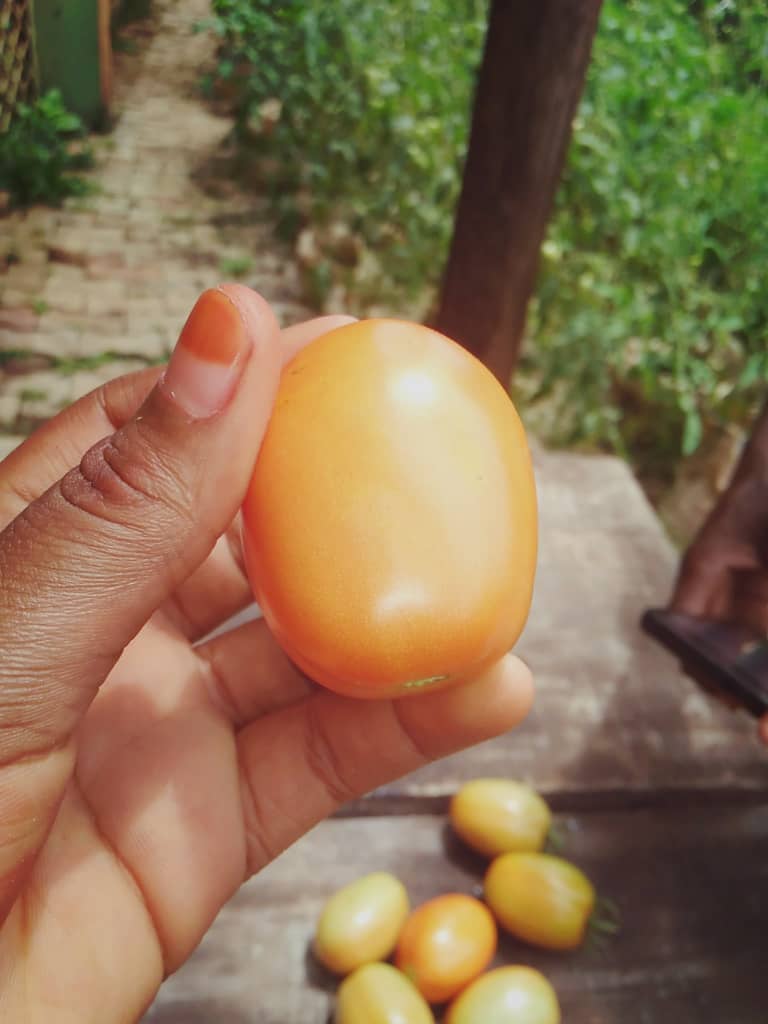 creaccng's tweet photo. Horn of #Africa is facing worst drought in 40 years, 80 million people #food is insecure. @creaccng through funding from @FranceInNigeria is tackling such crisis by empowering #women &amp; #farmers in Sokoto.
@EUinNigeria @FeedtheFuture @EUinNigeria @UKinNigeria @IFAD @FAO @IFPRI @UN https://t.co/JA31FnrWOp