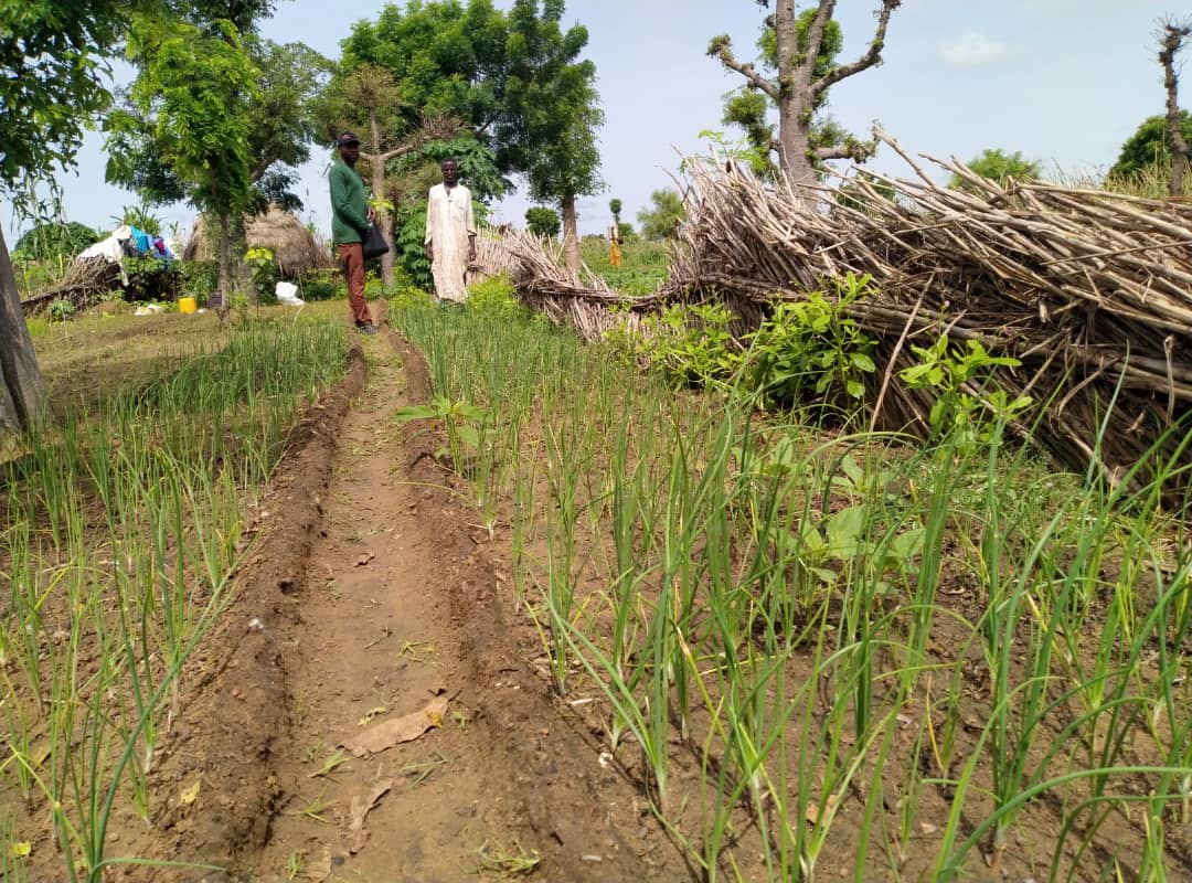 creaccng's tweet photo. Horn of #Africa is facing worst drought in 40 years, 80 million people #food is insecure. @creaccng through funding from @FranceInNigeria is tackling such crisis by empowering #women &amp; #farmers in Sokoto.
@EUinNigeria @FeedtheFuture @EUinNigeria @UKinNigeria @IFAD @FAO @IFPRI @UN https://t.co/JA31FnrWOp