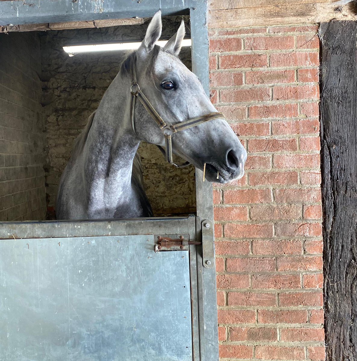ThurloeThbreds's tweet photo. A new month on the @DarrenBirdie calendar ~ coincides with Buzz first day of pre training with Greta Mason 🐝🌟 #howsbuzz https://t.co/Q8jxyPVpXU