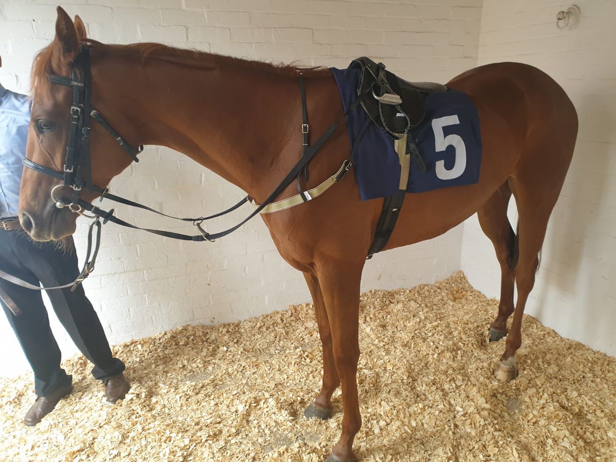 SPearce_Racing's tweet photo. Georgia Madeleine ready for the 1.30pm at @BrightonRace #comehomesafe #racehorse #horaeracing #feelingwell https://t.co/GGzGxSzgjB