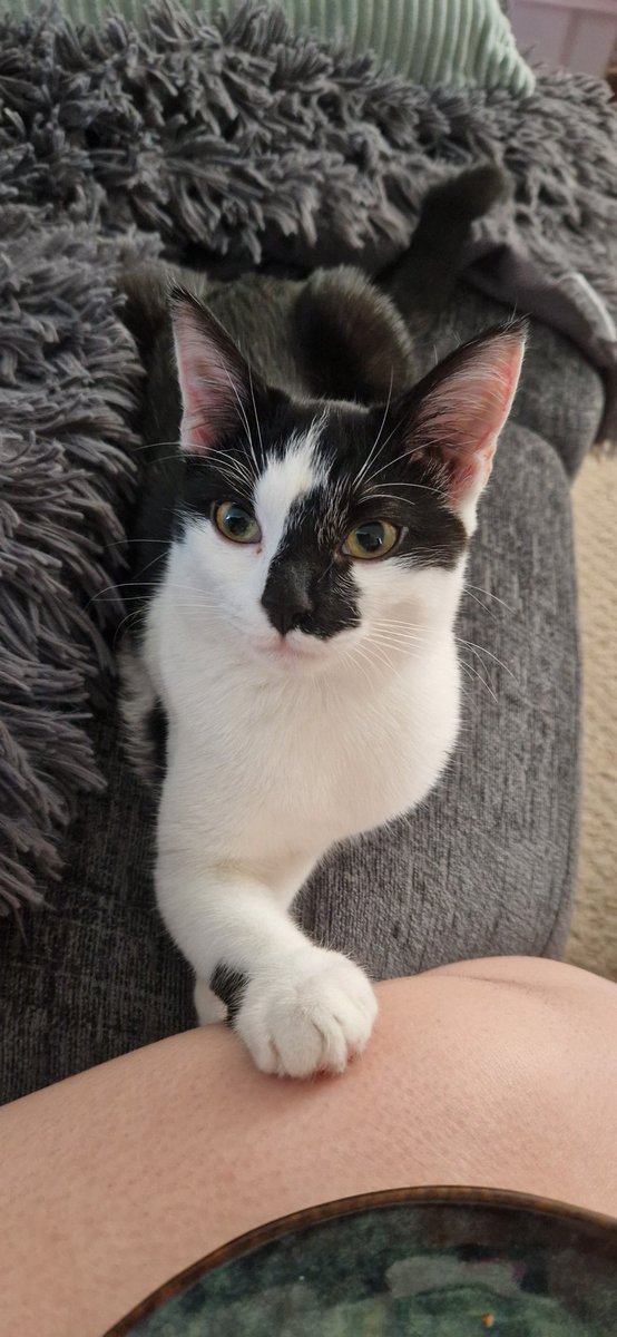 weenieonthings's tweet image. Weenie with paw on leg