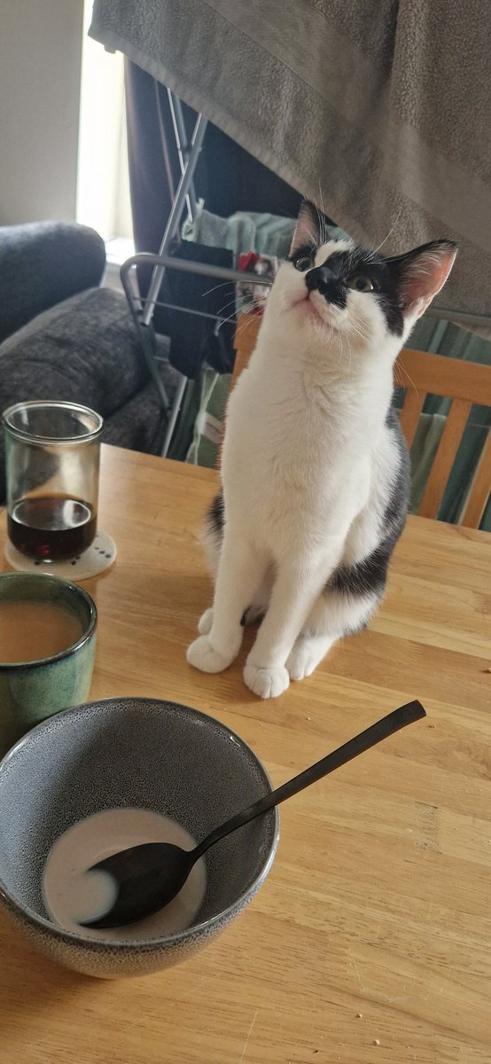 weenieonthings's tweet image. Weenie on table