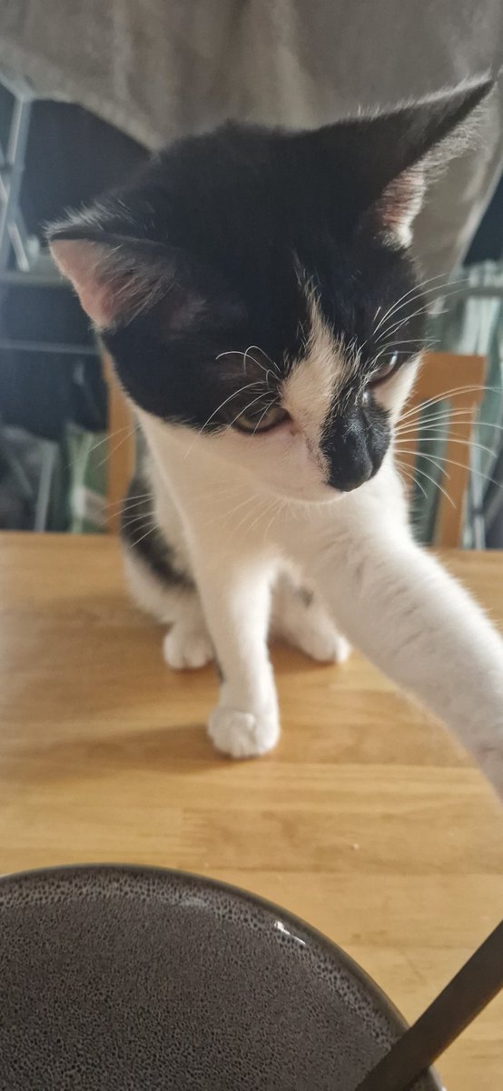 weenieonthings's tweet image. Weenie on table