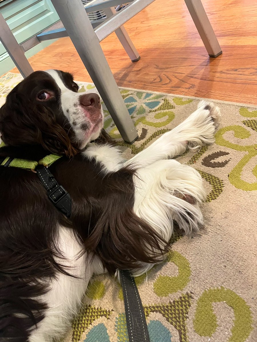 lquery's tweet image. Lol! Getting massive dose of side eye 😒 from this guy! Sorry to interrupt your nappy time, my buddy!!! 😬😂@iaindwelch #dogsoftwitter #MondayMood #oops