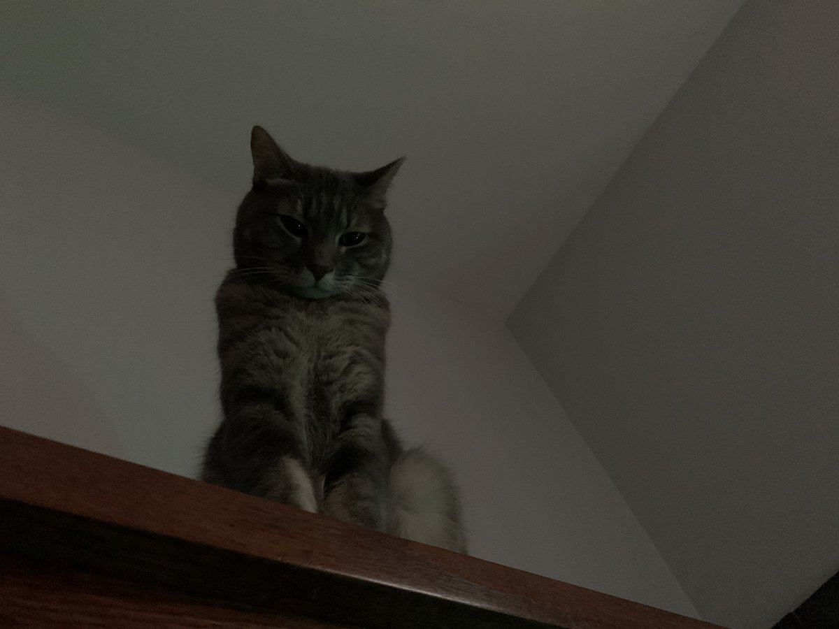 supermartie's tweet photo. Tootles has a fun new habit of sitting on my headboard and watching me sleep ALL NIGHT. Should I be concerned? https://t.co/klYdViK7Lw