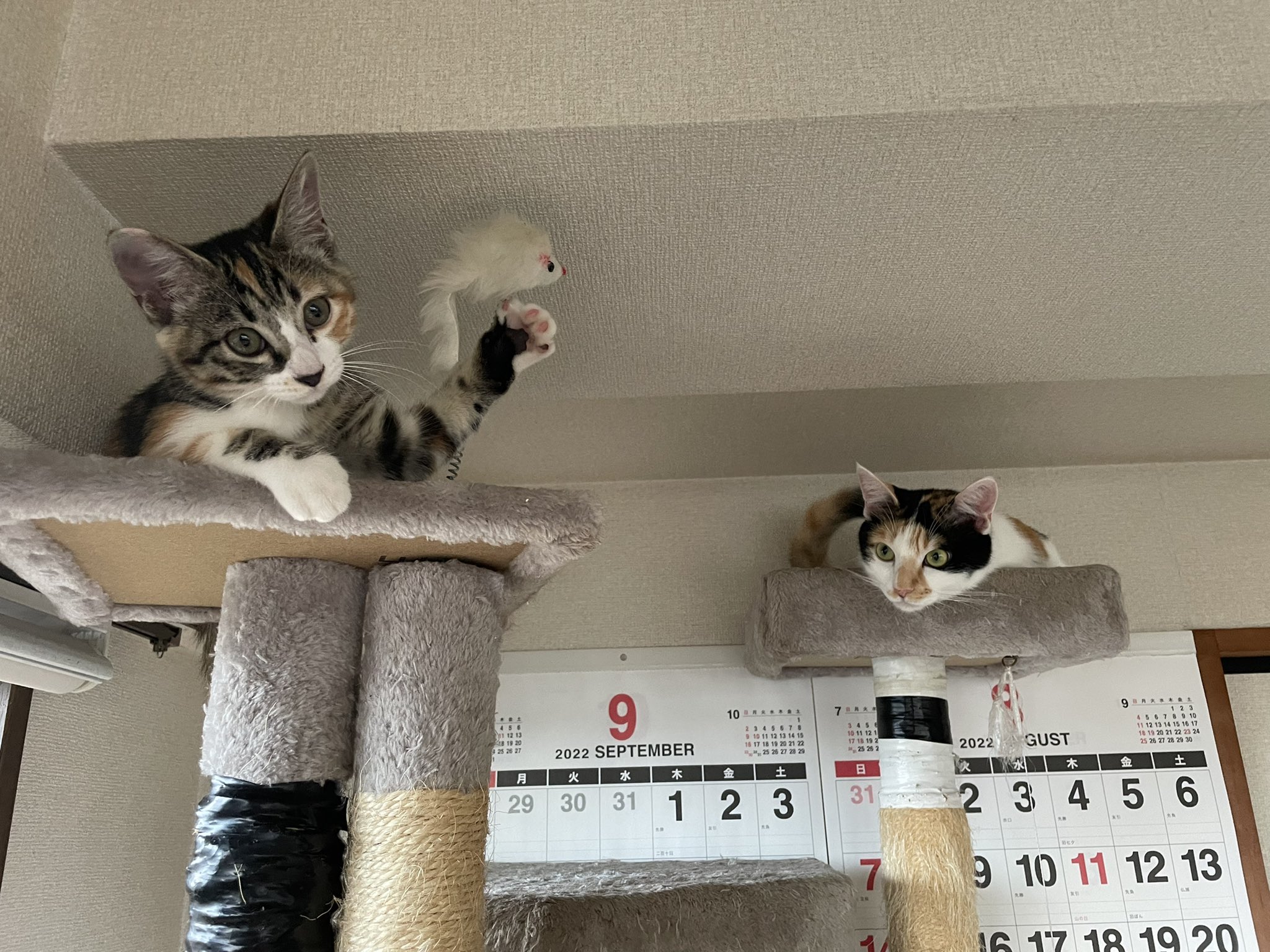 Isshin 三毛猫2匹 T Co 1phpcik3k9 Twitter Isshin 三毛猫2匹 T Co 1phpcik3k9 Twitter