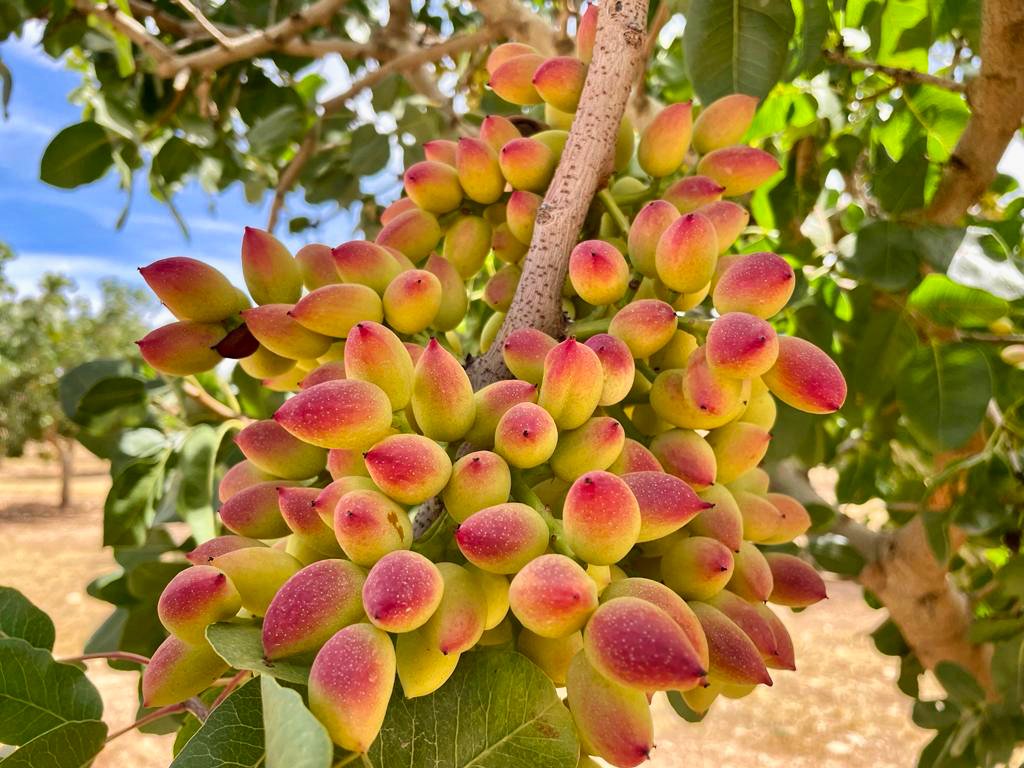 Zoberbac's tweet photo. Evaluando el desarrollo del #pistacho en Granada, se realizaron aplicaciones de Structure y Zumsil Plus.
🔝🏆 #zoberbac #agriculturaecologica
Contáctanos en 📩: info@zoberbac.com
Descarga el folleto en este link: https://t.co/LfIt7Ire91
👉 https://t.co/AmAgb7VsKB https://t.co/epay2EEWWo