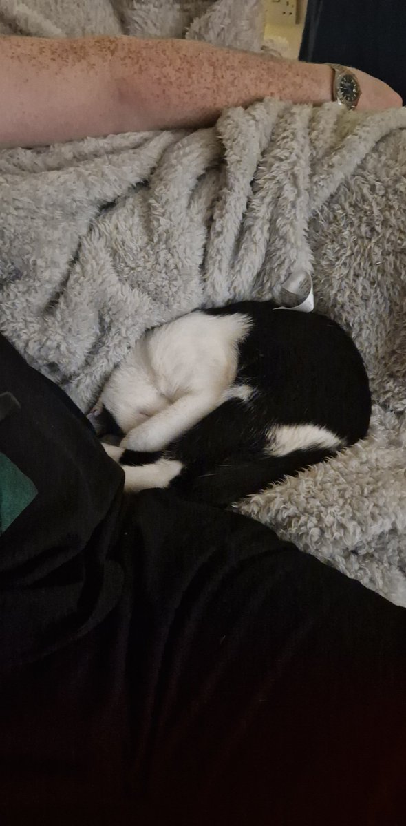 weenieonthings's tweet image. Weenie on sofa