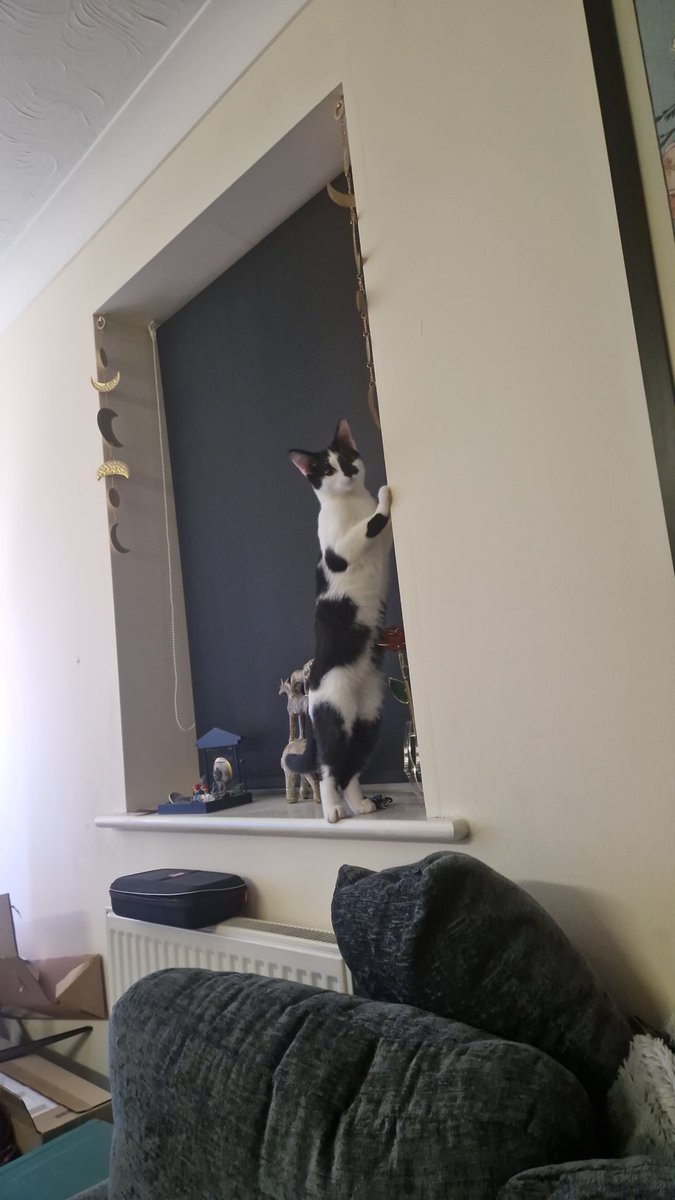 weenieonthings's tweet image. Weenie on windowsill