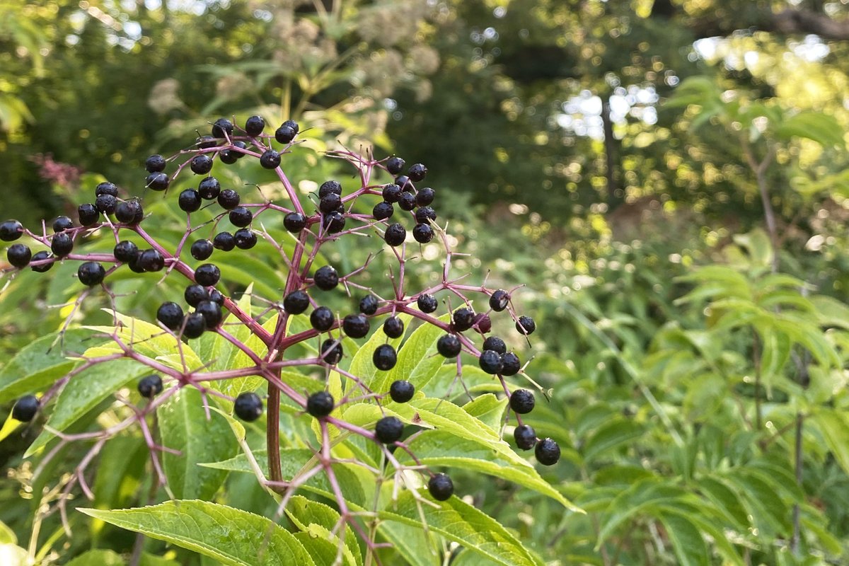 Let's Discover Elderberries in Your Backyard! - mailchi.mp/56f816bbd649/l…