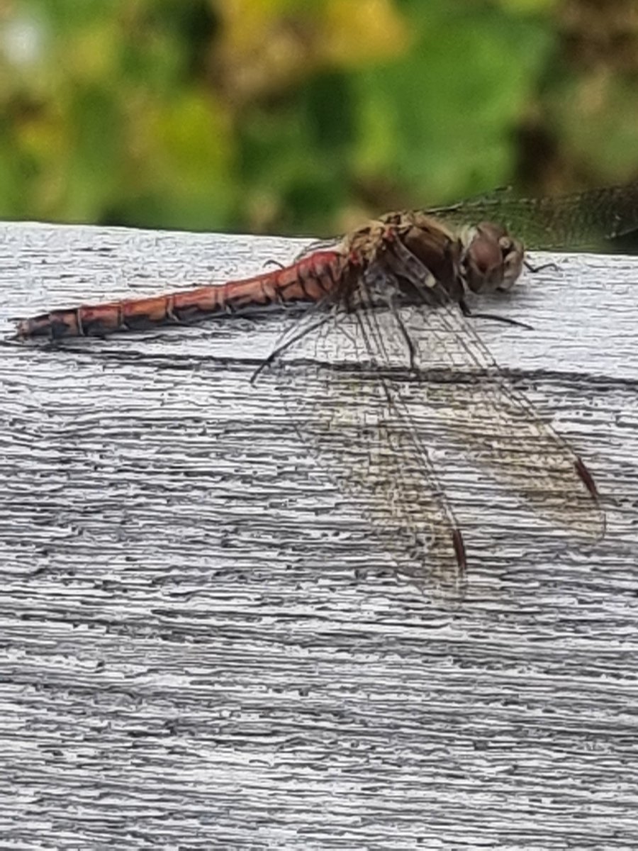 itscoffeetime75's tweet photo. Sitting eating lunch with this wee guy
#dragonfly 
#nature 
#forthvalleyroyalhospital https://t.co/30SPgs4z1L