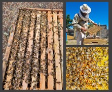 See our latest Case Study:
Effects of microplastics exposure in honeybees, and potential transfer of these to honey 
<a href="/MicaelaButeler/">Micaela Buteler</a> <a href="/INIBIOMAConicet/">Inibioma, Conicet/UNCo</a> Bariloche, Argentina. 
bit.ly/2ydomMQ
#Microplastics #bees #honey #pollution