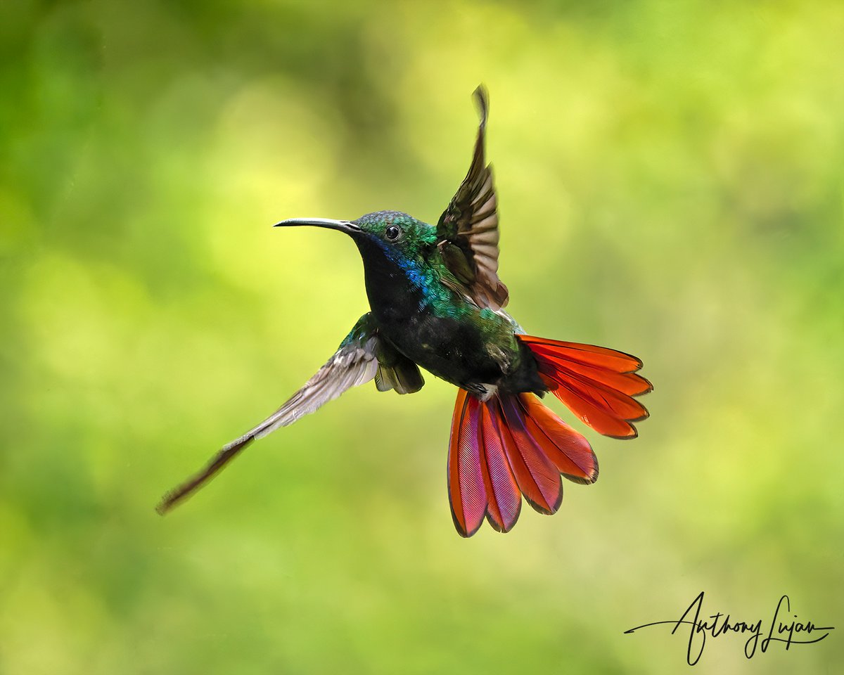 anthonylujan's tweet photo. Remember my previous post talking about how I'm going to see the Black-throated Mango again...this time I have been able to get some amazing photos of him and not just one but many. Stay tuned! 

#BlackThroatedMango #Mango #hummingbird #nuts_about_birds #earthcapture #nature ... https://t.co/Xxx1x6FAWi