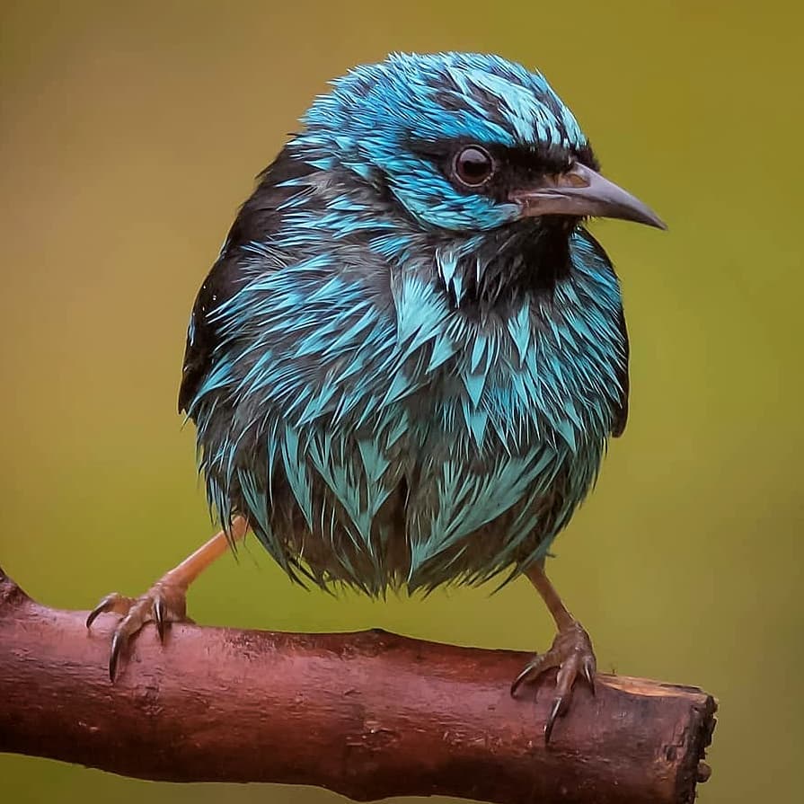 Blue Dacnis  🐦 
📸elvisjapao
