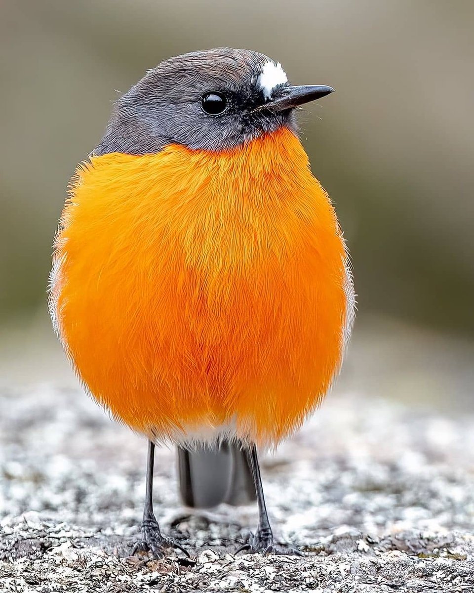 PazyBirds's tweet photo. Flame Robin 🐦
📸nick_vertsonis https://t.co/xaPMskqRro