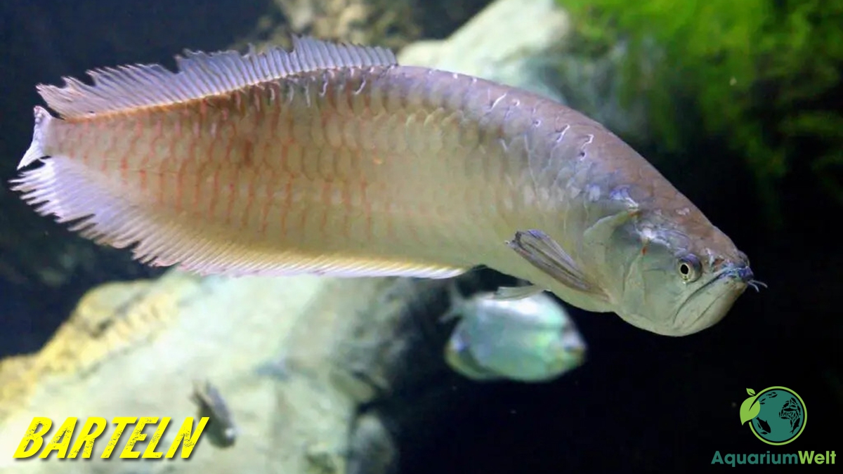 Solltest du dein Aquarium immer so einrichten, dass sich deine Tiere nirgends schneiden können, wenn du Arten mit Barteln pflegst, ist das besonders wichtig. Besuchen Sie jetzt für Details > bit.ly/3FiJvrY
•
•
•
#aquariumlife #aquariumplants #aquarium #aquariumfish