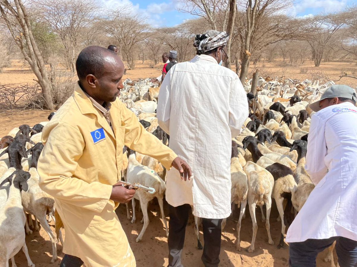 ABLI_Garissa's tweet photo. ABLI-G Drought response activity supporting the people affected by the ongoing drought in Garisssa County, Animal vaccination and deworming ongoing in parts of Dadaab and Fafi constituencies to support the pastoralists https://t.co/WZBuJrax8P