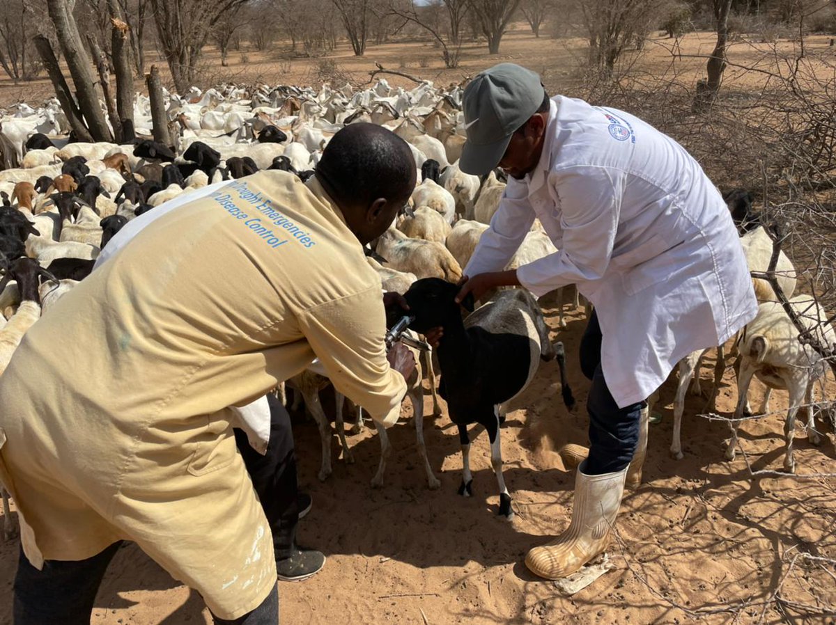 ABLI_Garissa's tweet photo. ABLI-G Drought response activity supporting the people affected by the ongoing drought in Garisssa County, Animal vaccination and deworming ongoing in parts of Dadaab and Fafi constituencies to support the pastoralists https://t.co/WZBuJrax8P