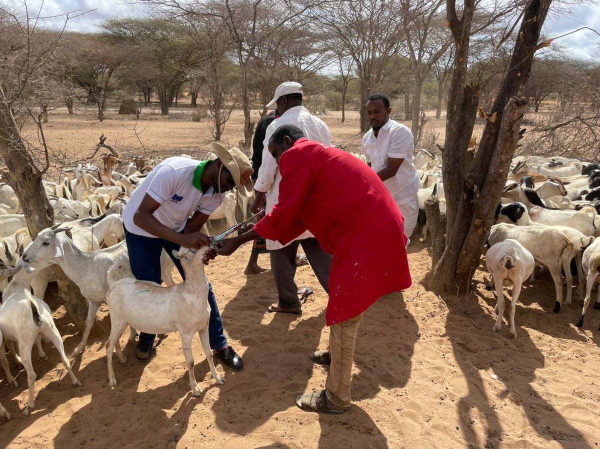 ABLI_Garissa's tweet photo. ABLI-G Drought response activity supporting the people affected by the ongoing drought in Garisssa County, Animal vaccination and deworming ongoing in parts of Dadaab and Fafi constituencies to support the pastoralists https://t.co/WZBuJrax8P