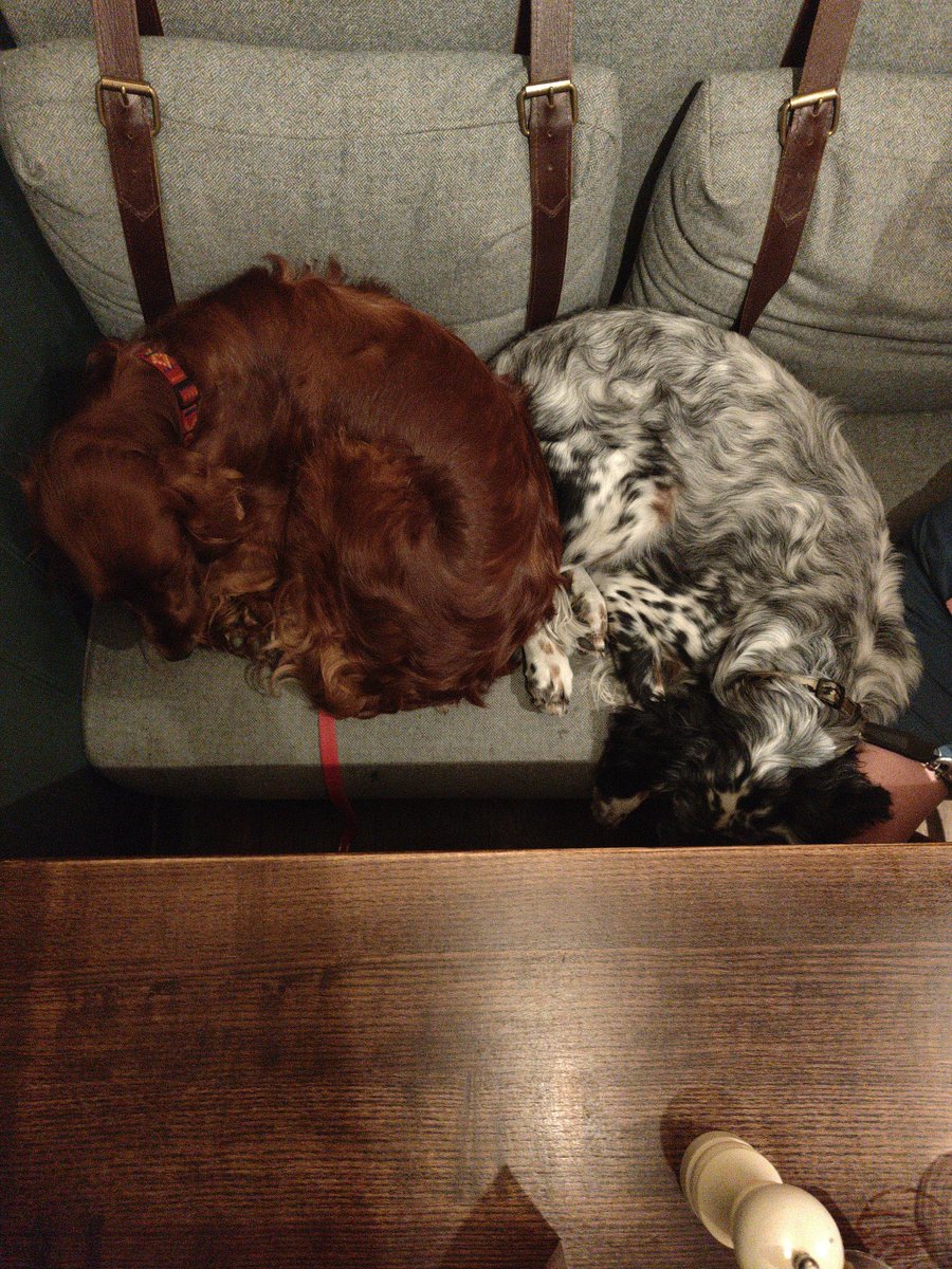 WhiteHartSher's tweet photo. We're not the only ones with that Monday feeling around here! But don't worry we have a cold pint or two & a cosy corner waiting for you at the end of your working day π»
#MondayBlues #DogFriendlyPub #Dogs #DogFriendlyUK #Dog #PubDogs #PubDrinks #Hampshire #Basingstoke https://t.co/5v7KhVhWAH