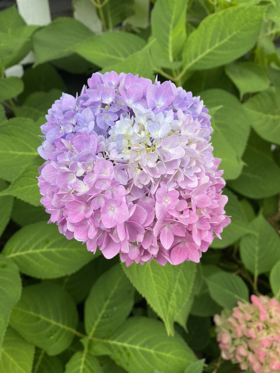 JenniferMacNab's tweet photo. I am no gardener, you have to be tough and independent to make it in my garden. And look at how beautiful she is! Not often one hydrangea bloom is so beautifully multi coloured. And also, by posting this, I am clearly now officially old. Or easily entertained. #hydrandea #garden https://t.co/oIYqHdOtdL