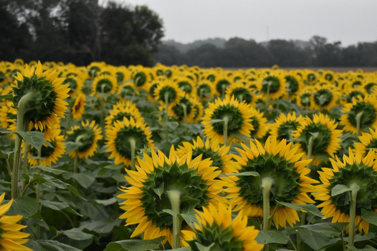 DirtyDirk36's tweet photo. Typical fashion. Woke up early for a sunrise over the Sunflowers….. and it’s foggy and shitty. #LoveKansas #GrinterFarm https://t.co/Hic4rJ3ofC