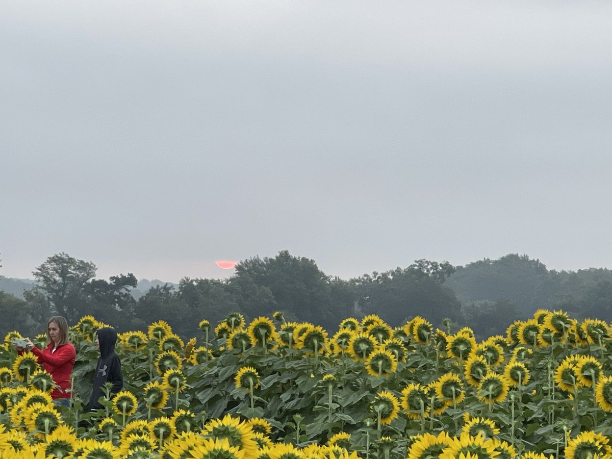 DirtyDirk36's tweet photo. Typical fashion. Woke up early for a sunrise over the Sunflowers….. and it’s foggy and shitty. #LoveKansas #GrinterFarm https://t.co/Hic4rJ3ofC