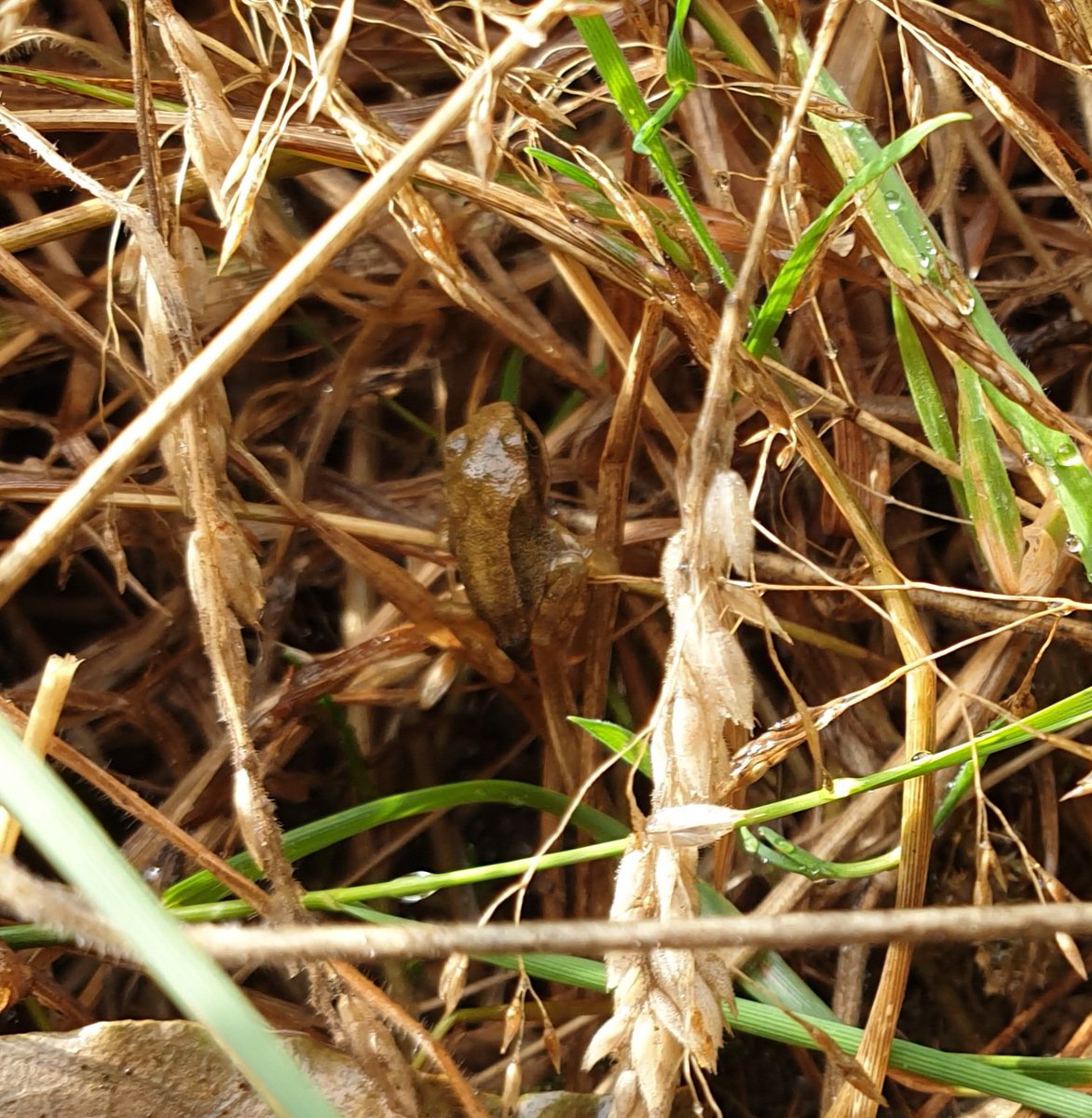 Darren Naish on Twitter "It rained overnight here, meaning that the