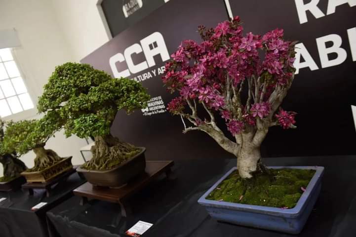 munimalvinas's tweet photo. 💚🌱 ¡Más de 1.800 vecinos visitaron nuestra #ExpoBonsai! En #Malvinas celebramos la #SemanaDelArbol y seguimos construyendo juntos un distrito cada vez más sostenible.

📸 Casa Cultura y Arte, Predio Municipal.

#MalvinasSostenible
#ElLugarQueElegimos https://t.co/fOhXIwJOpE