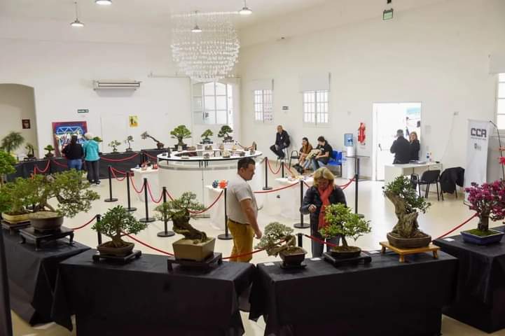 munimalvinas's tweet photo. 💚🌱 ¡Más de 1.800 vecinos visitaron nuestra #ExpoBonsai! En #Malvinas celebramos la #SemanaDelArbol y seguimos construyendo juntos un distrito cada vez más sostenible.

📸 Casa Cultura y Arte, Predio Municipal.

#MalvinasSostenible
#ElLugarQueElegimos https://t.co/fOhXIwJOpE