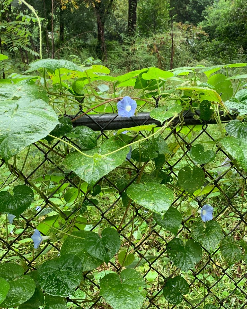 okamoto_sandra's tweet photo. Good morning, Columbus! Pretty morning glories are blooming. #ColumbusGA #mydailyphoto #09/05/2022 #2022project #completelycloudy #nosignofsun #coolish #humid #groundwetfromrain #nobreeze #birdswakingup #roostercrowing #neighborsdogsquiet https://t.co/6IG3w15Gv4