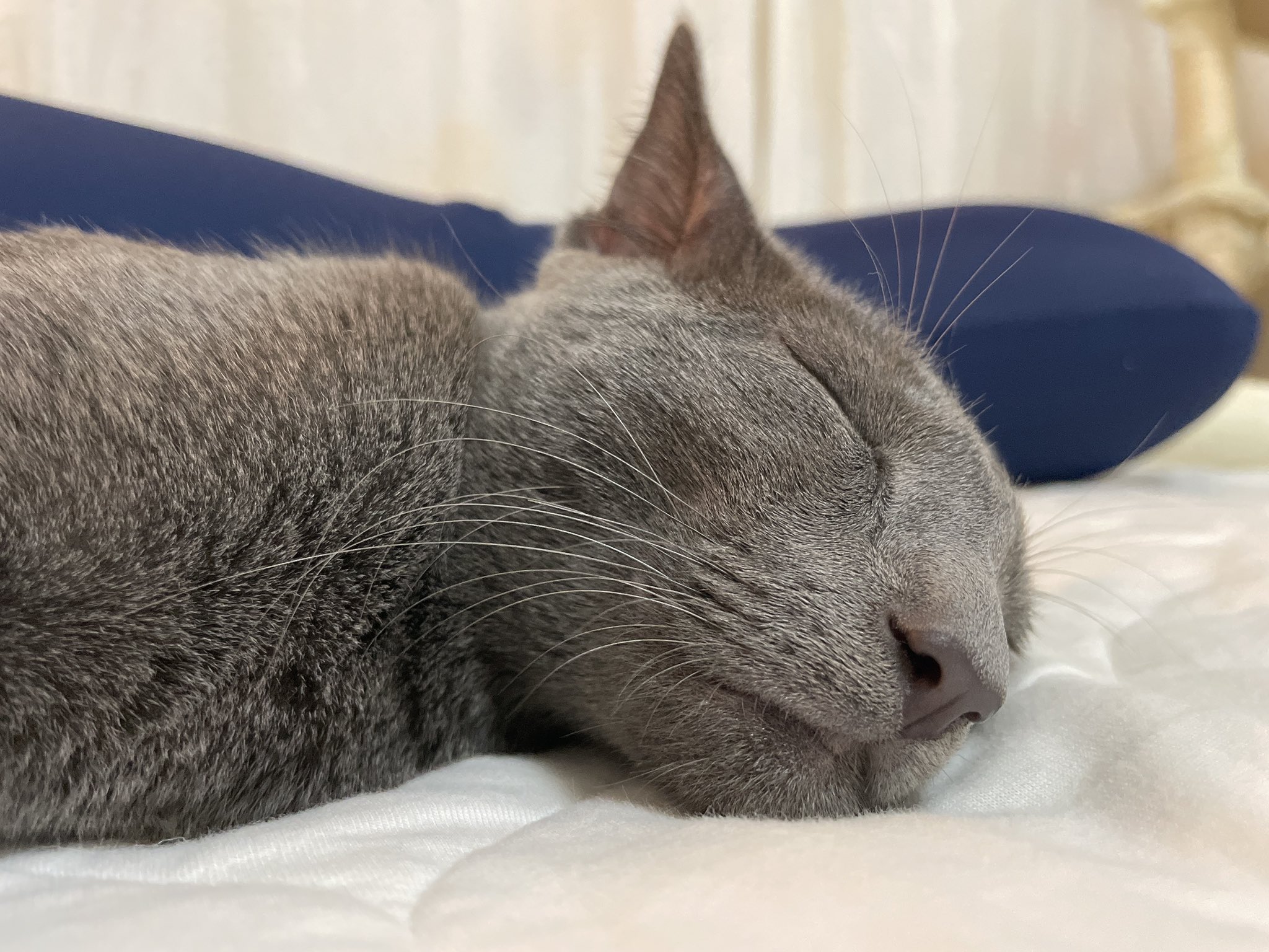 こぱん ロシアンブルー すぴー 猫好きさんと繋がりたい 猫がいる暮らし ロシアンブルー ねこ T Co X7h3irpqdr Twitter