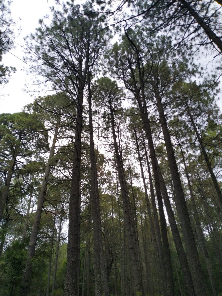 CarnVolcanes's tweet photo. Def. Tlaxcala

Rinconcito pequeño en la República Mexicana que muchos dudan de su existencia, dónde la vida se disfruta en los pelos momento, grandes paisajes, y hermosas costumbres.

#Tlaxcala 
#tlaxcalasiexiste
#carnitas
#mexico
#tradicion https://t.co/kiv9FiXn18