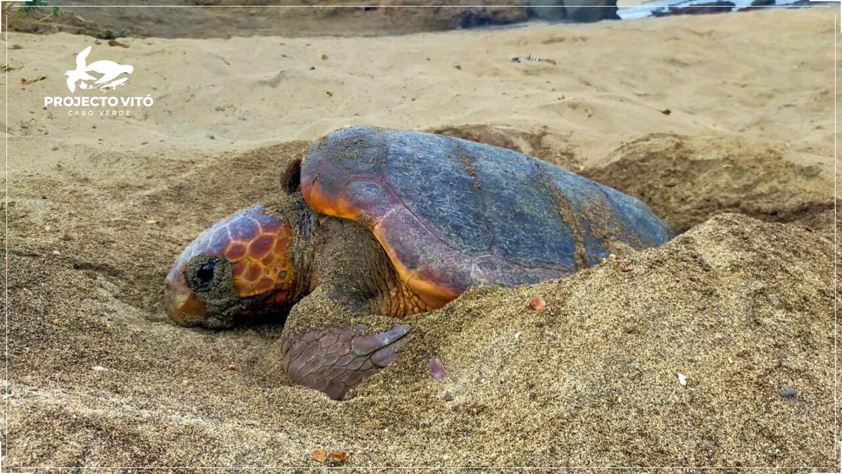 projecto_vito's tweet photo. To learn more about the behavior of a #SeaTurtle during the #spawning season, please access the link https://t.co/n2UukJPkht
#monitoring #RomboIslets #ProjectoVitó https://t.co/7FkRIO32dz